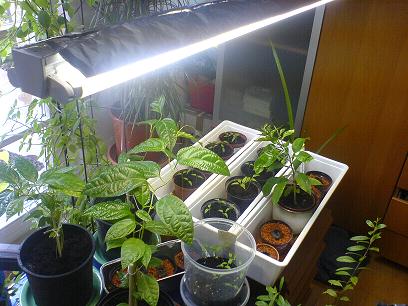 Pflanzenlampe