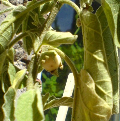 Eierbaum trocken