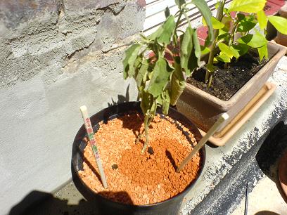 Eierbaum trocken