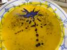 Kürbissuppe