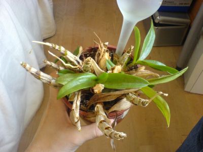Dendrobium