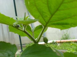Physalis