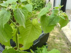 Physalis