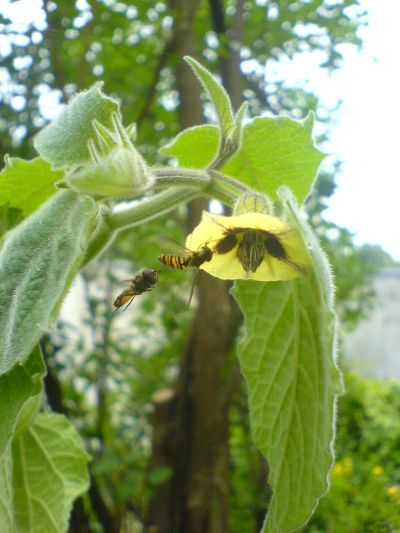 Physalis bestäuber