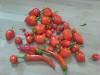 Neue Chiliernte