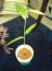 Brillenmangrove Tag 58