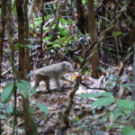Makaken im Wald (Beweisfoto)