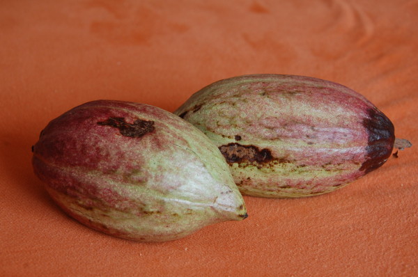 Kakaofrüchte aus Sri Lanka